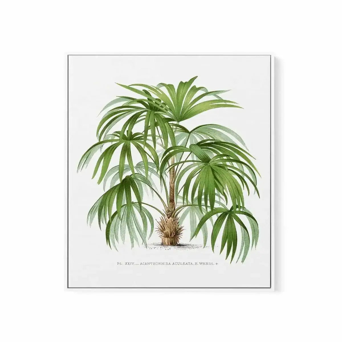 Acanthorhiza Aculeata Vintage Palm Poster Framed Canvas Art Print