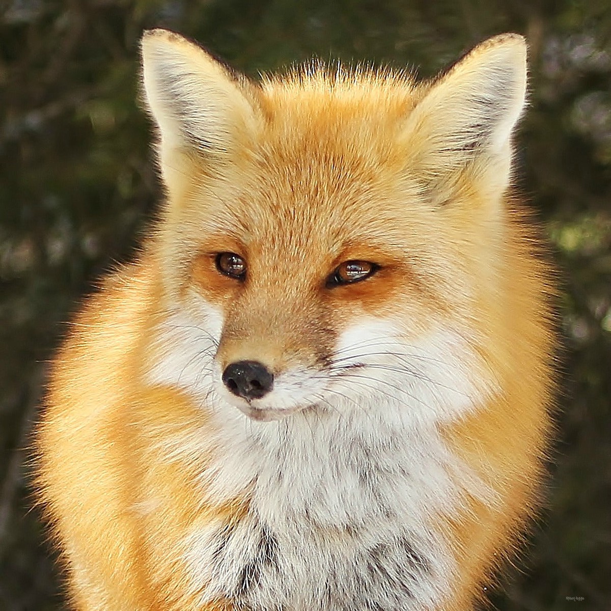A portrait of an Algonquin red fox 8x 10 canvas