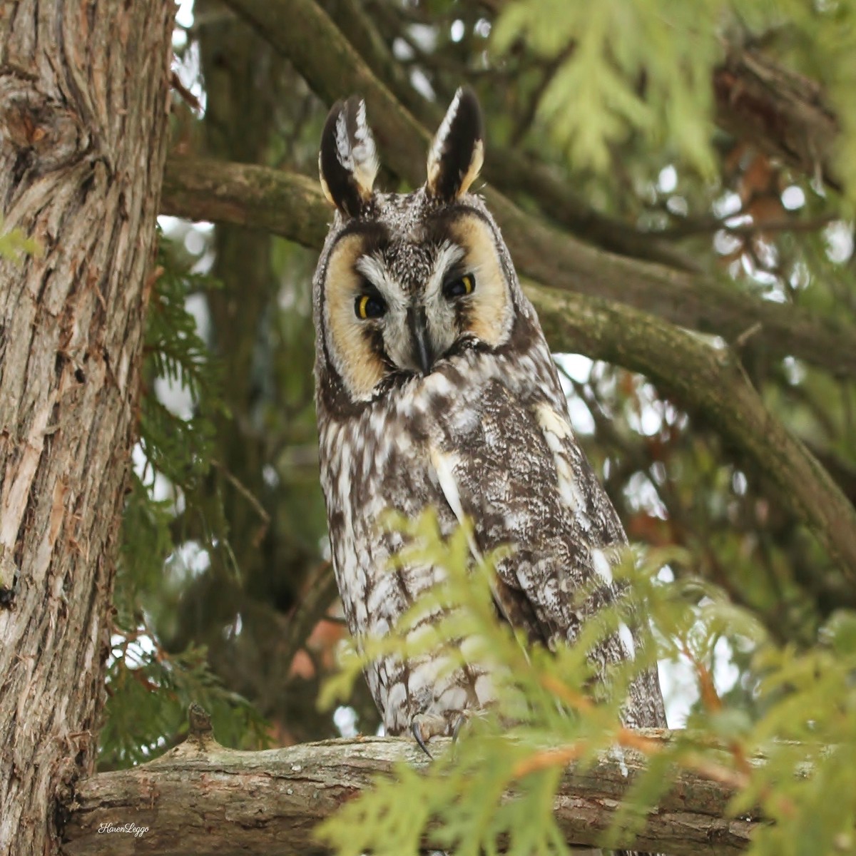 A long eared owl print