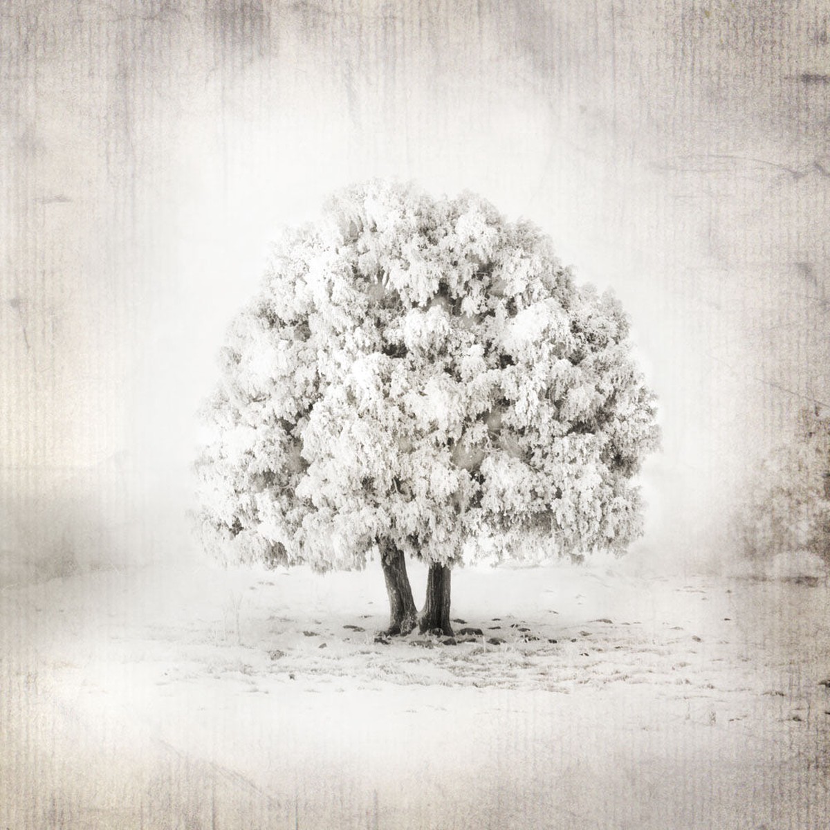 Tree of Life by Mandy Jane Williams