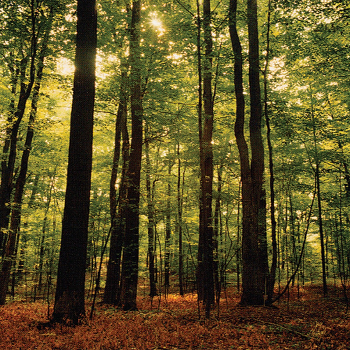 Sacred Grove 16x20 open edition print