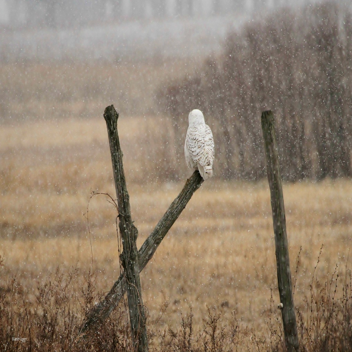 A Snowy Morning On Wolfe Island