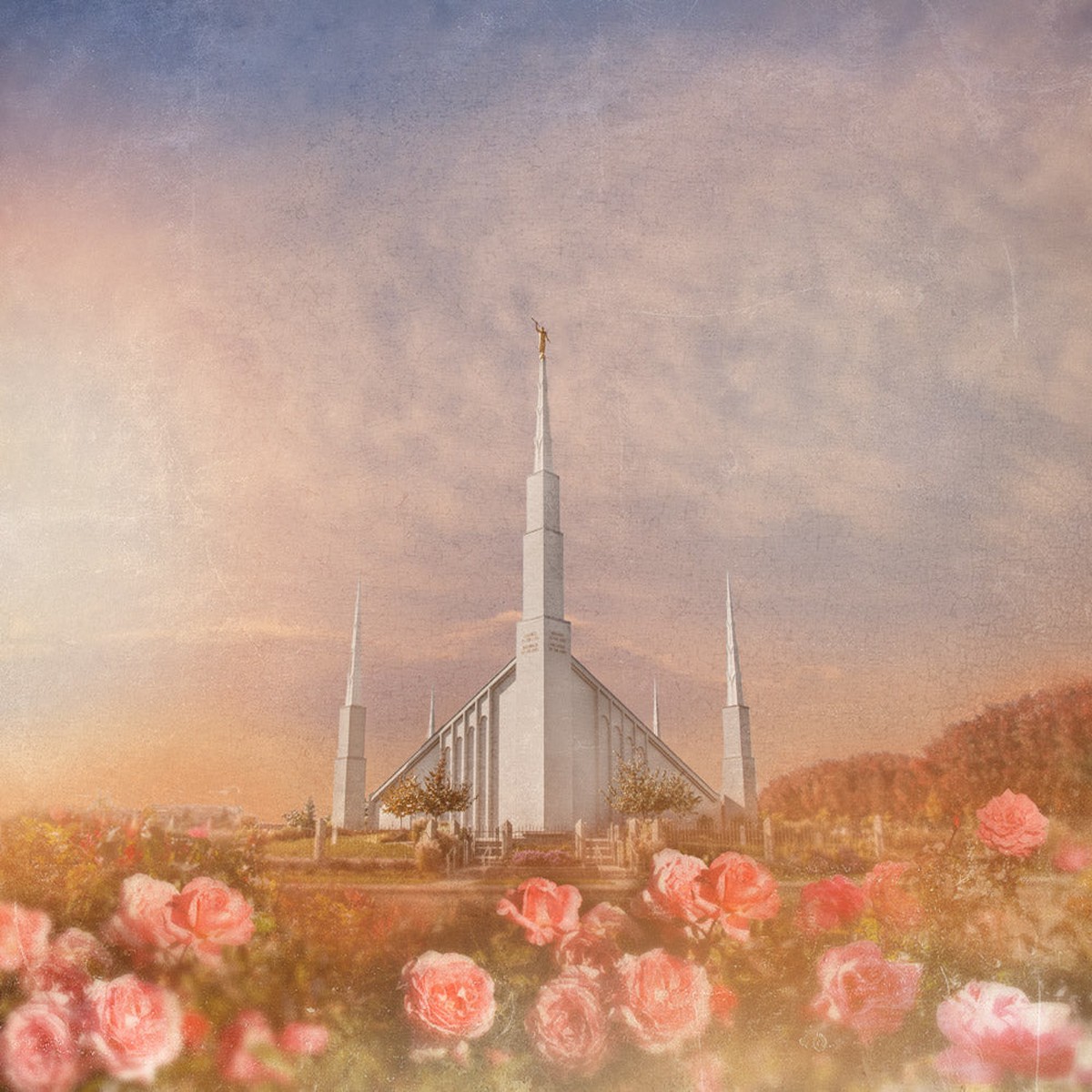 Boise Temple - Roses by Mandy Jane Williams