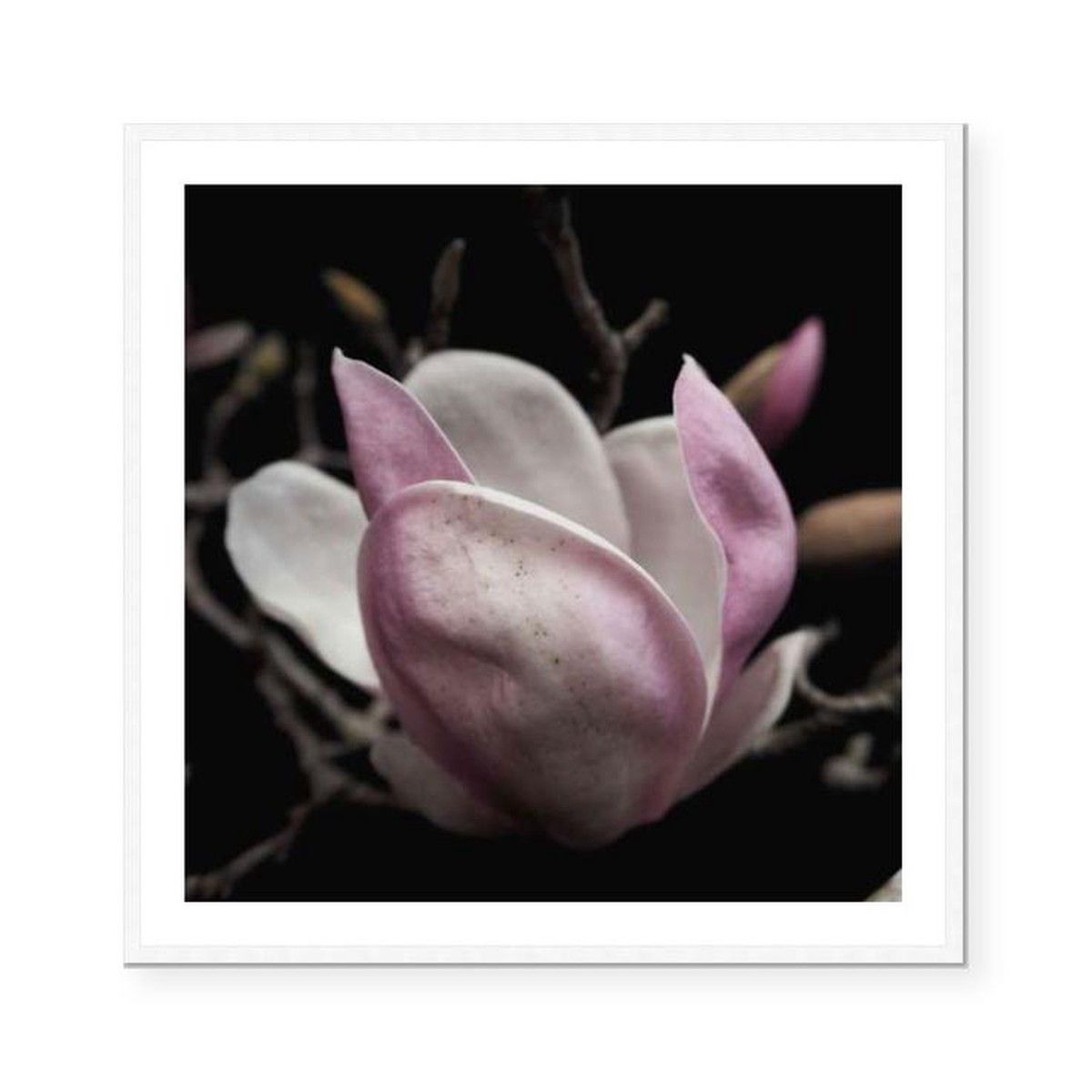 Magnolia Blush Katie Clulow