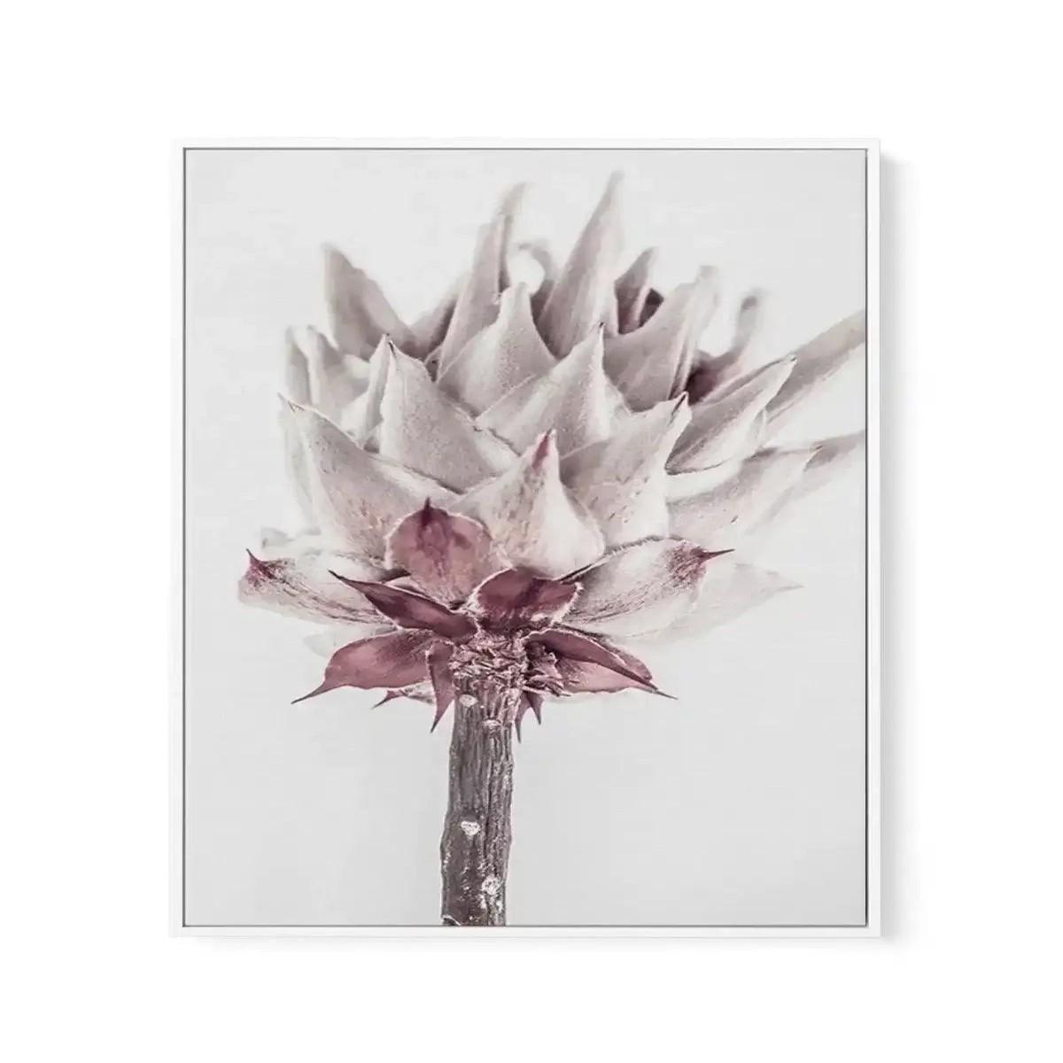 Abstract Protea III Framed Canvas Art Print
